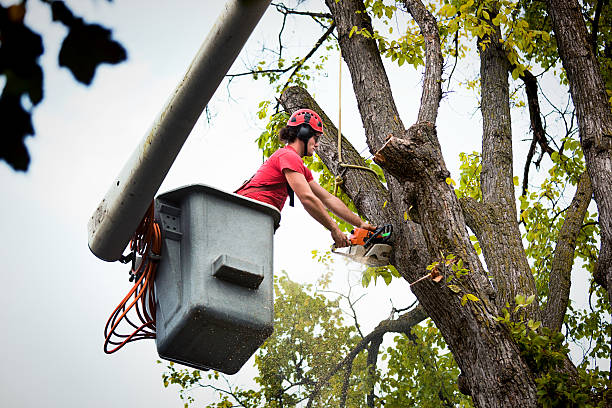 How Our Tree Care Process Works  in  Vega, TX